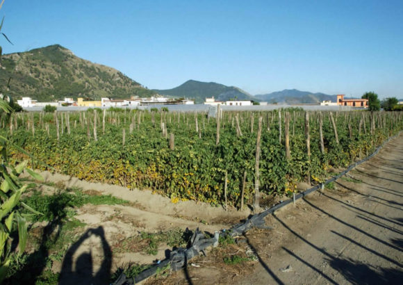 Agosto 2016: raccolta pomodorino giallo in campo