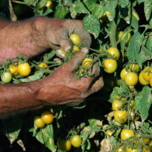 Agosto 2016: raccolta pomodorino giallo in campo