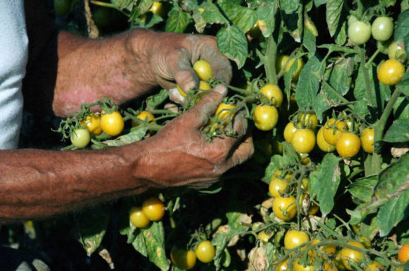 Agosto 2016: raccolta pomodorino giallo in campo