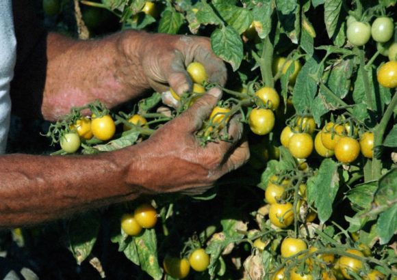 Agosto 2016: raccolta pomodorino giallo in campo