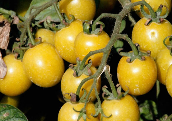 Agosto 2016: raccolta pomodorino giallo in campo
