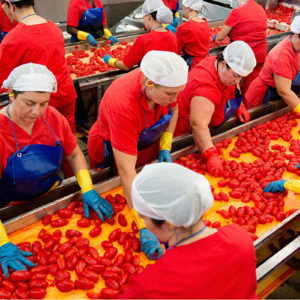 Il pomodoro: il Cav. Luigi Salvati ed il Re della dieta mediterranea